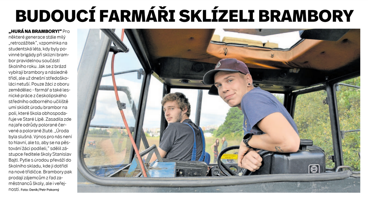 sklizen brambor